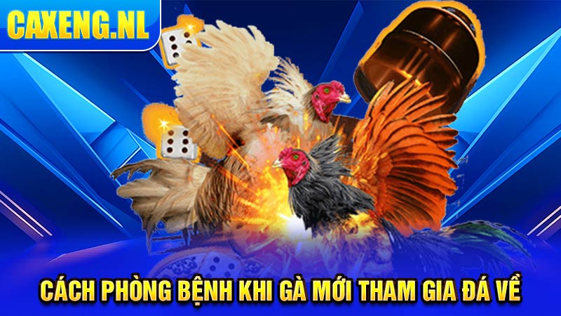 Cách phòng bệnh khi gà mới tham gia đá về