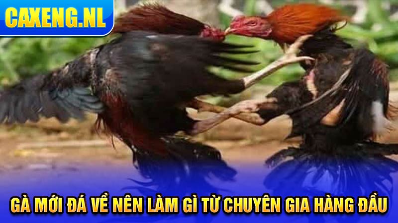 Gà mới đá về nên làm gì từ chuyên gia hàng đầu