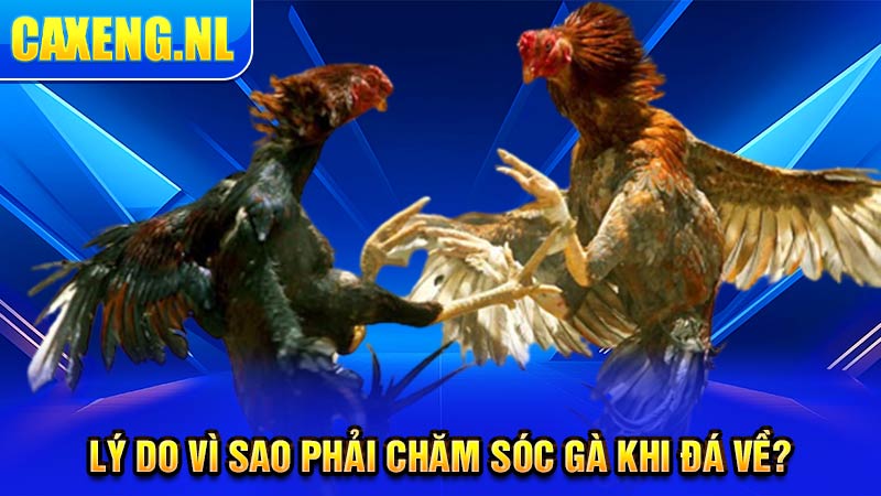 Lý do vì sao phải chăm sóc gà khi đá về?