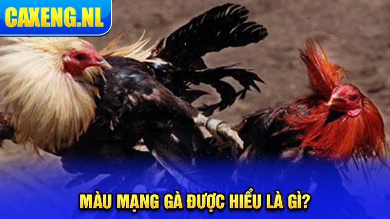 Màu mạng gà được hiểu là gì?